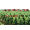 直销1米雪松1.5米雪松2米雪松价格 