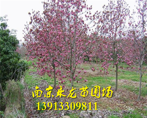 红玉兰 