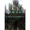 南京14公分红玉兰价格16公分红玉兰价格 