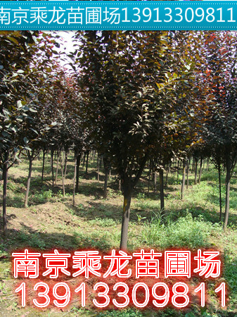 15公分红叶李价格16公分红叶李价格 