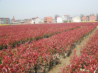 南京红叶石楠小苗价格-营养钵红叶石楠小苗 