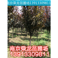 15公分红叶李价格16公分红叶李价格 