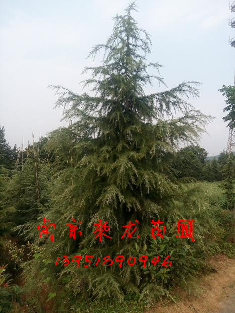 现在1米2米3米4米5米6米7米8米雪松价格 