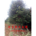 南京6公分8公分9公分10公分高杆红叶石楠 