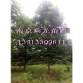 10公分马褂木价格10公分马褂木现在多少钱 