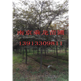2公分榉树4公分榉树6公分榉树8公分榉树价格 