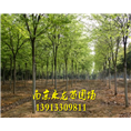 榉树 