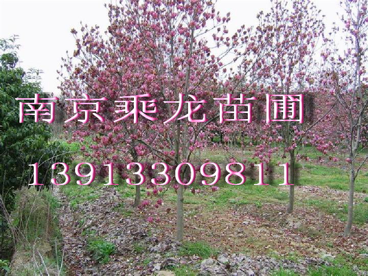 16公分红玉兰17公分红玉兰19公分红玉兰价格 