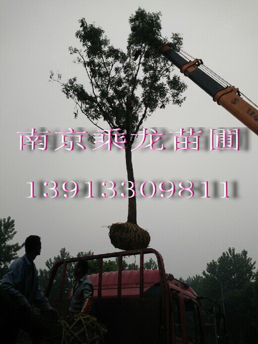 朴树直销33公分35公分37公分39公分朴树价格 