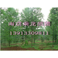 6公分马褂木价格6公分马褂木现在多少钱一棵 
