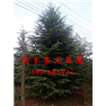 现在2米雪松价格4米雪松价格多少钱一棵 