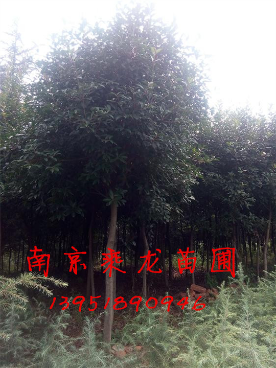 2公分高杆红叶石楠和3公分高杆红叶石楠价格 