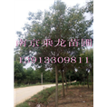 南京2公分3公分4公分5公分大叶女贞价格 