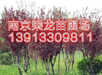 13公分红叶李价格14公分红叶李价格 