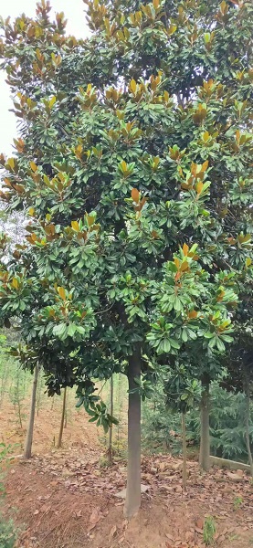 江苏广玉兰价格 