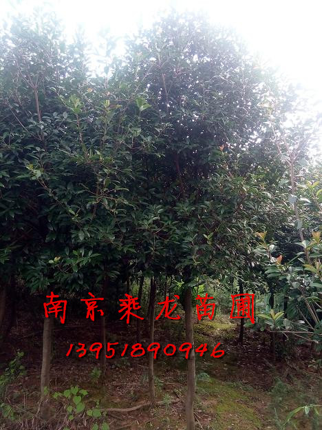 南京2公分3公分5公分7公分高杆红叶石楠价格 