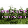 10公分雪松10公分雪松价格多少钱 
