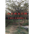 9公分榉树价格11公分榉树13公分榉树价格 
