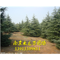 雪松-3 