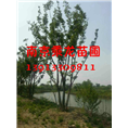 丛生朴树3分枝5分枝8分枝丛生朴树价格 