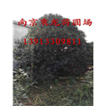 2.2米石楠树3米石楠树3.3米石楠树价格 
