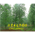 马褂木 