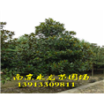 广玉兰-1 