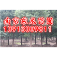 40公分香樟价格42公分香樟45公分香樟价格 