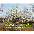 白玉兰——南京乘龙苗圃场 