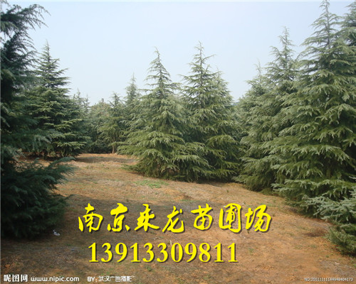 雪松-3 