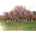 6公分石楠价格7公分石楠价格8公分石楠价格 