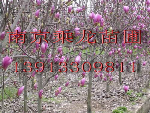 红玉兰批发2公分3公分4公分5公分红玉兰价格 