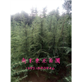 南京汤泉1米雪松和2米雪松装车价格 