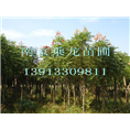 南京12公分栾树价格11公分栾树什么价格 