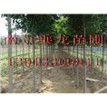 直销7公分8公分9公分10公分11公分高杆女贞 