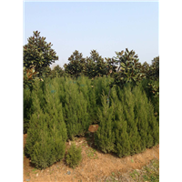 蜀桧基地批发1米蜀桧2米蜀桧3米蜀桧 