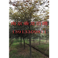 红榉价格24公分25公分26公分27公分红榉 