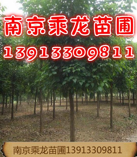 15公分重阳木15公分重阳木价格多少钱 