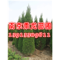 蜀桧批发1米2米3米4米精品蜀桧价格多少钱 