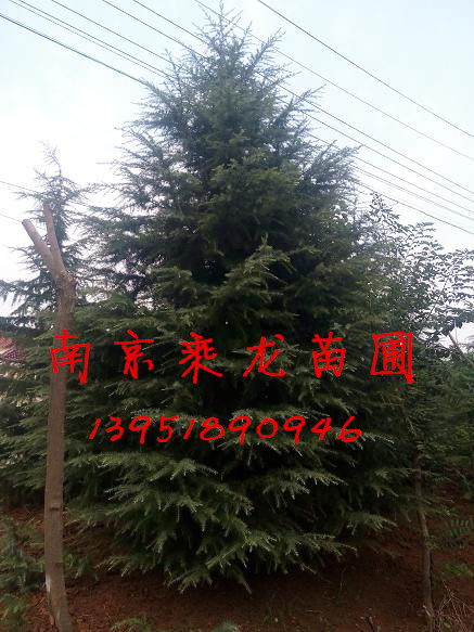 现在2米雪松价格4米雪松价格多少钱一棵 