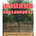14公分重阳木价格16公分重阳木价格 