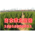 高度50公分蜀桧80公分蜀桧1米蜀桧价格 