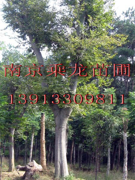 直销2公分朴树3公分朴树4公分朴树5公分朴树 