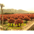 红叶石楠球 