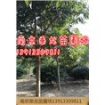 8公分无患子9公分无患子10公分无患子价格 