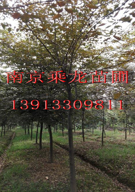 15公分榉树价格17公分榉树19公分榉树价格 