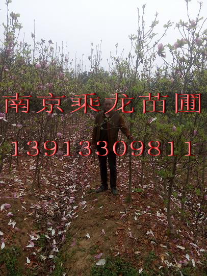直径8公分红玉兰8公分红玉兰价格 