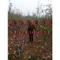 直径8公分红玉兰8公分红玉兰价格 