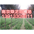 4公分红叶李4公分红叶李价格多少钱 