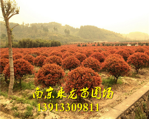 红叶石楠球 